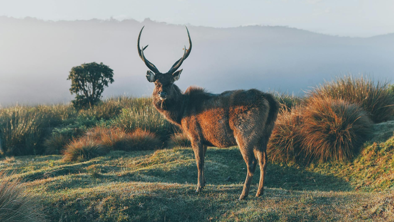 Sri Lanka Tour Package 6 Days